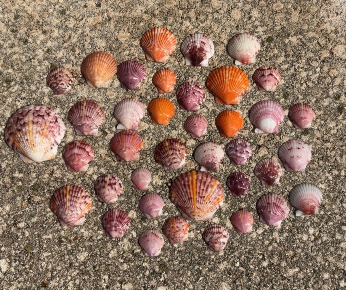 Cheyanne's collection of pink and coral scallop shells laid out on the sand